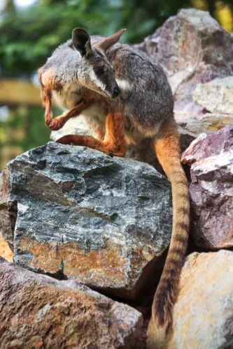 Foto: Zoo Brno