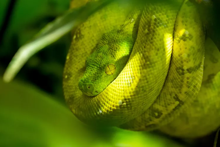 Foto: Zoo Brno