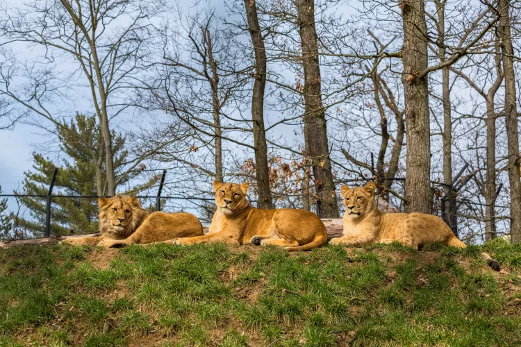Foto: Zoo Brno