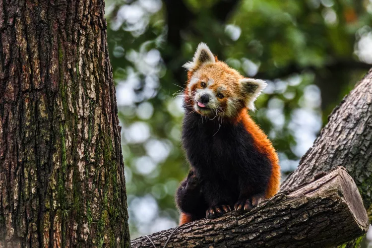 Foto: Zoo Brno