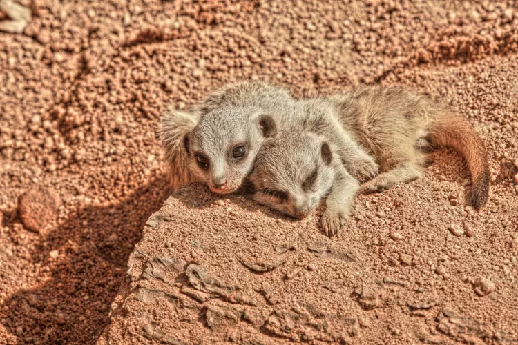 Foto: Zoo Brno