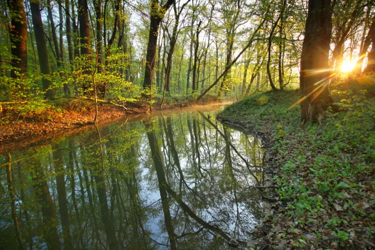 Kančí obora