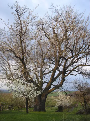 Adamcova oskeruše, foto: Vít Hrdoušek
