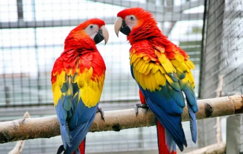 Papouščí ZOO v Bošovicích