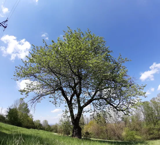 Oskeruše