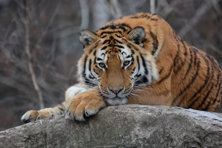 ZOO Hodonín