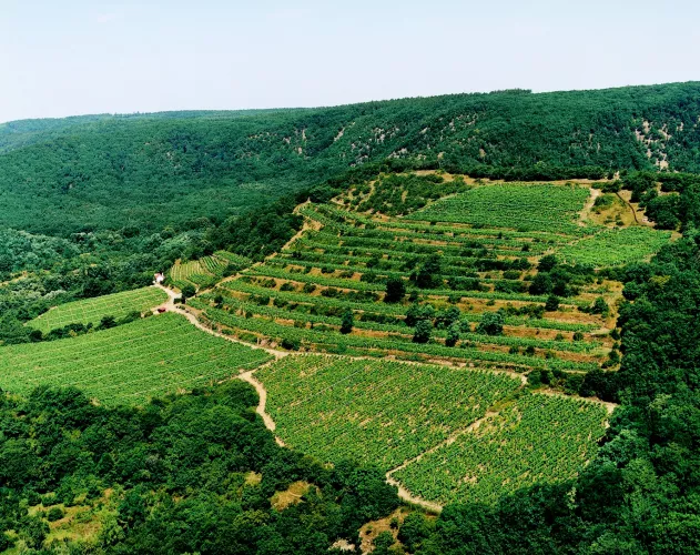 Vinice Šobes