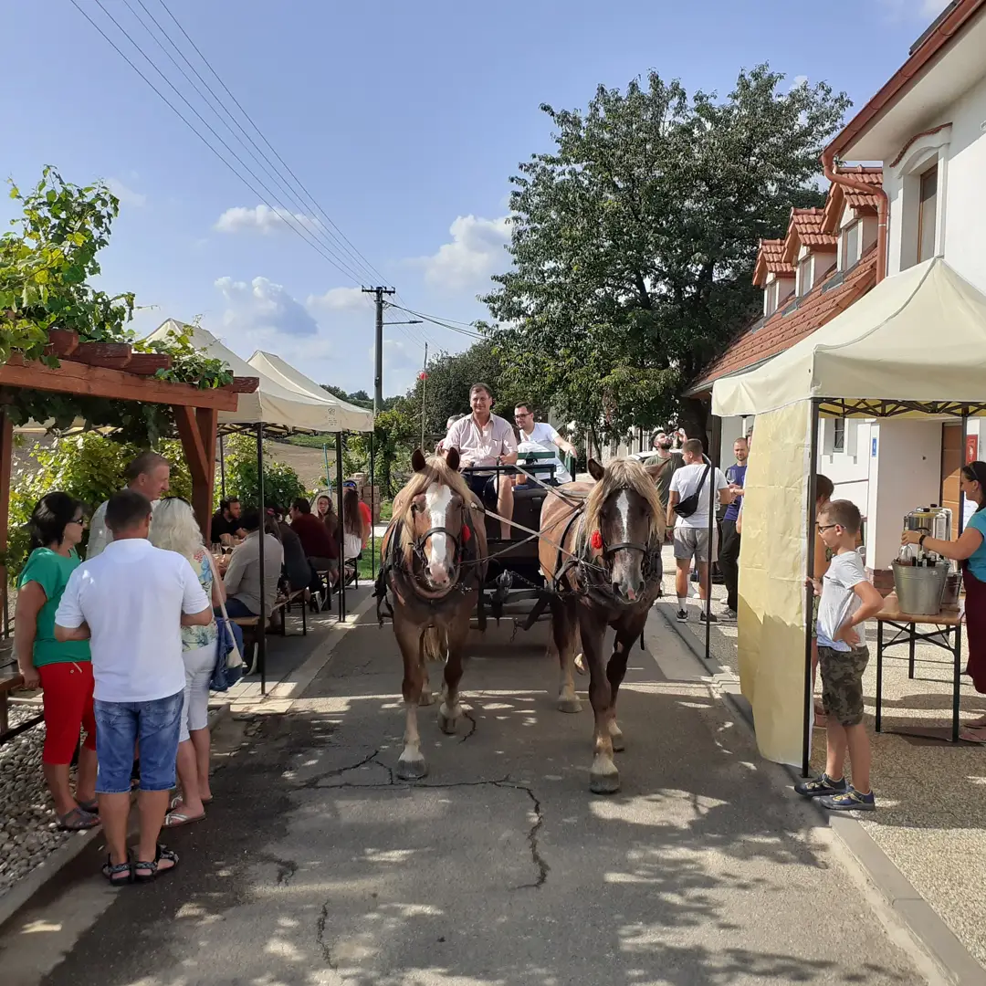 Bojanovské otevřené sklepy