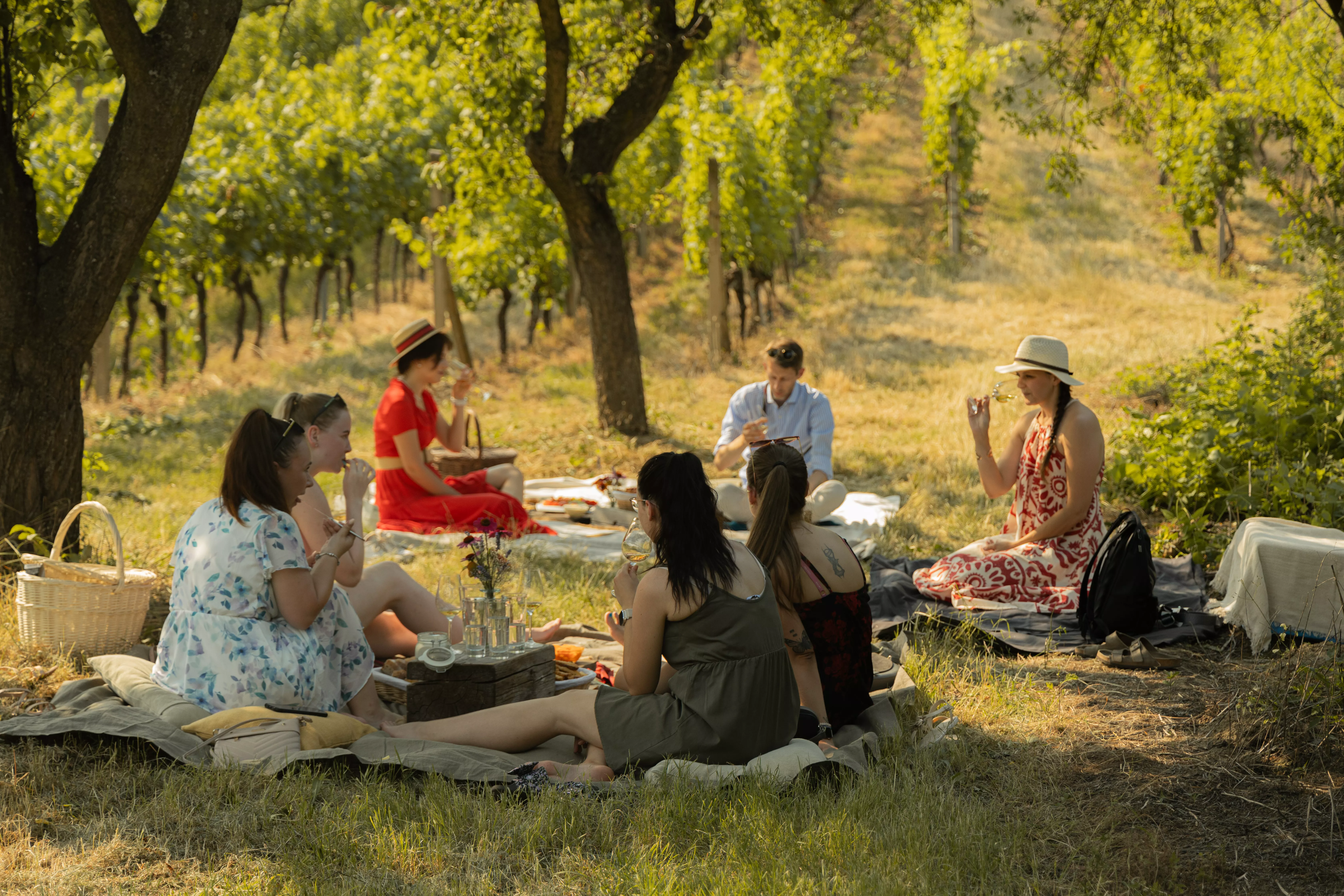 Letní piknik ve vinici