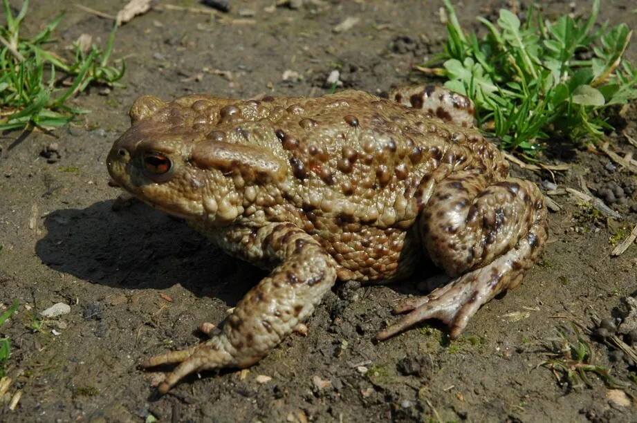Ropucha obecná, autor: Leoš Štefka