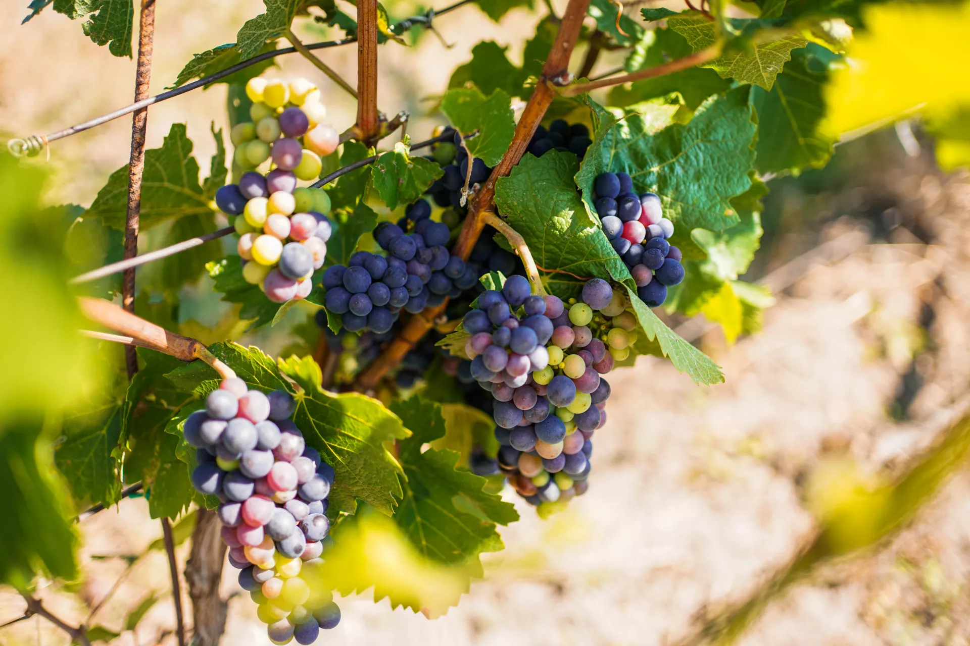 Krumlovské burčákobraní
