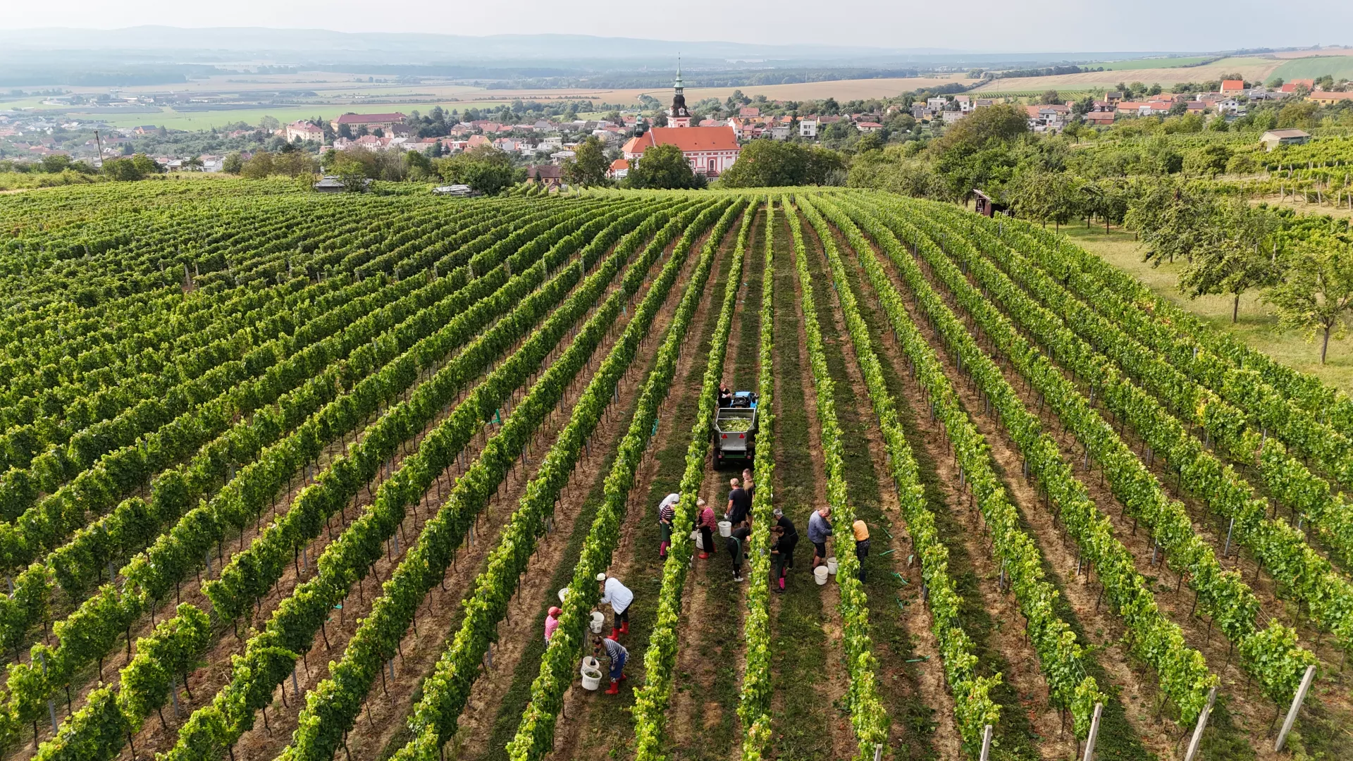 Od hroznu ke skleničce – vinobraní ve Vinařství Vaďura